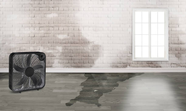 Best Mold removal after water damage  in Espy, PA